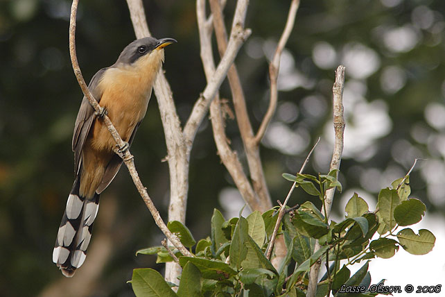 MANGROVE CUCKOO (Coccyzus minor)