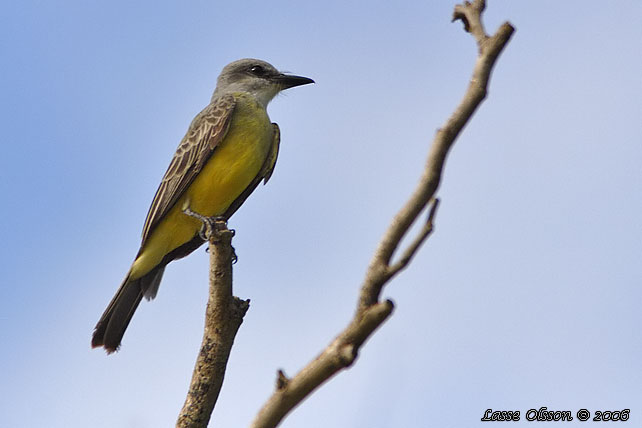 TROPICAL KINGBIRD (Tyrannus melancholius)