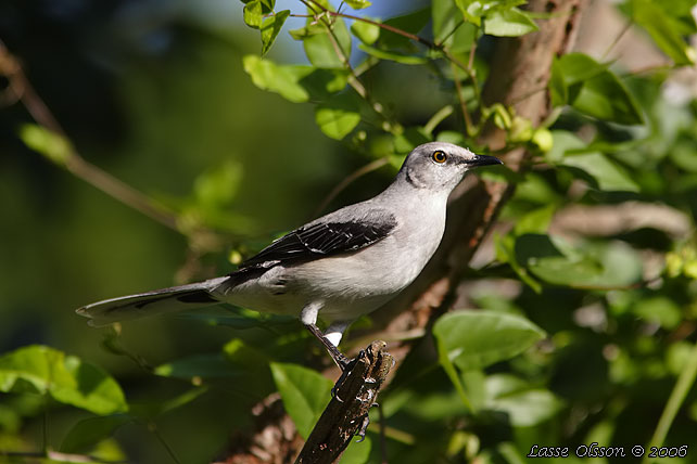 TROPICAL MOCKINGBIRD (Mimus gilvus)