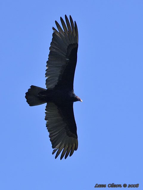 TURKEY VULTURE (Cathartes aura)