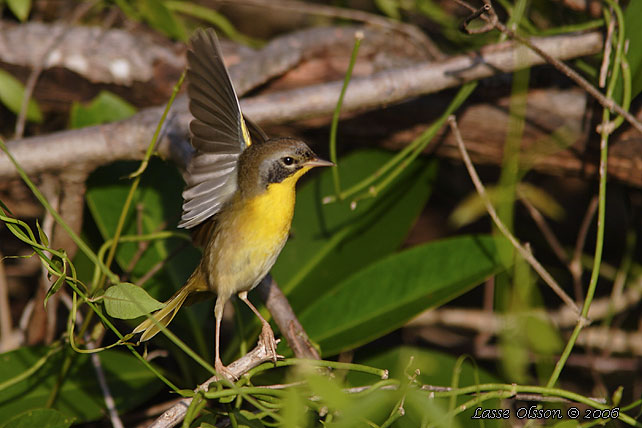 COMMON YELLOWTHROAT (Geothlypis trichas)