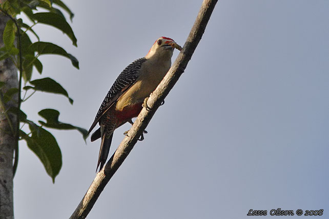 YUCATAN WOODPECKER (Melanerpes pygmaeus)