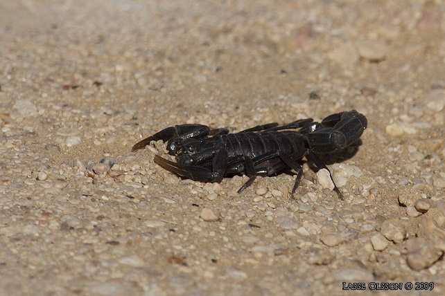 ARABIAN FAT-TAILED SCORPION (Androctonus crassicauda) - stor bild / full size