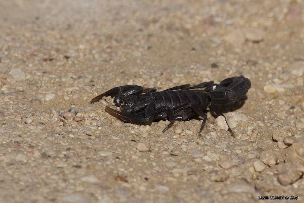 ARABIAN FAT-TAILED SCORPION (Androctonus crassicauda) - Stng / Close