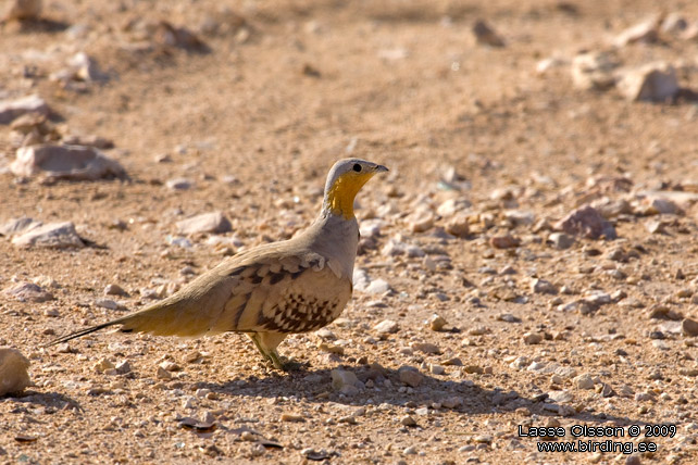 KENFLYGHNA / SPOTTED SANDGROUSE (Pterocles senegallus) - stor bild / full size