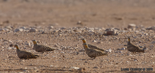 KENFLYGHNA / SPOTTED SANDGROUSE (Pterocles senegallus) - stor bild / full size