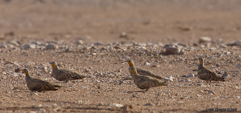 KENFLYGHNA / SPOTTED SANDGROUSE (Pterocles senegallus) - Stng / Close