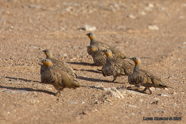 KENFLYGHNA / SPOTTED SANDGROUSE (Pterocles senegallus) - stor bild / full size