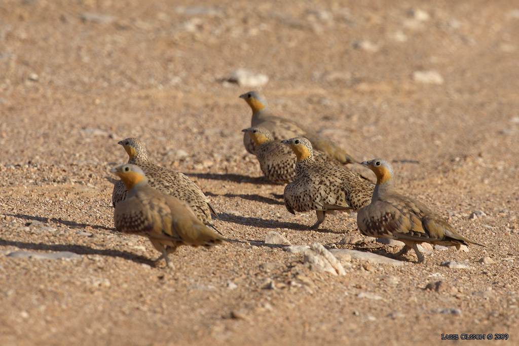 KENFLYGHNA / SPOTTED SANDGROUSE (Pterocles senegallus) - Stng / Close