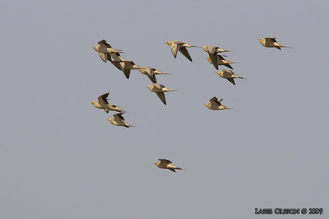 KENFLYGHNA / SPOTTED SANDGROUSE (Pterocles senegallus) - stor bild / full size