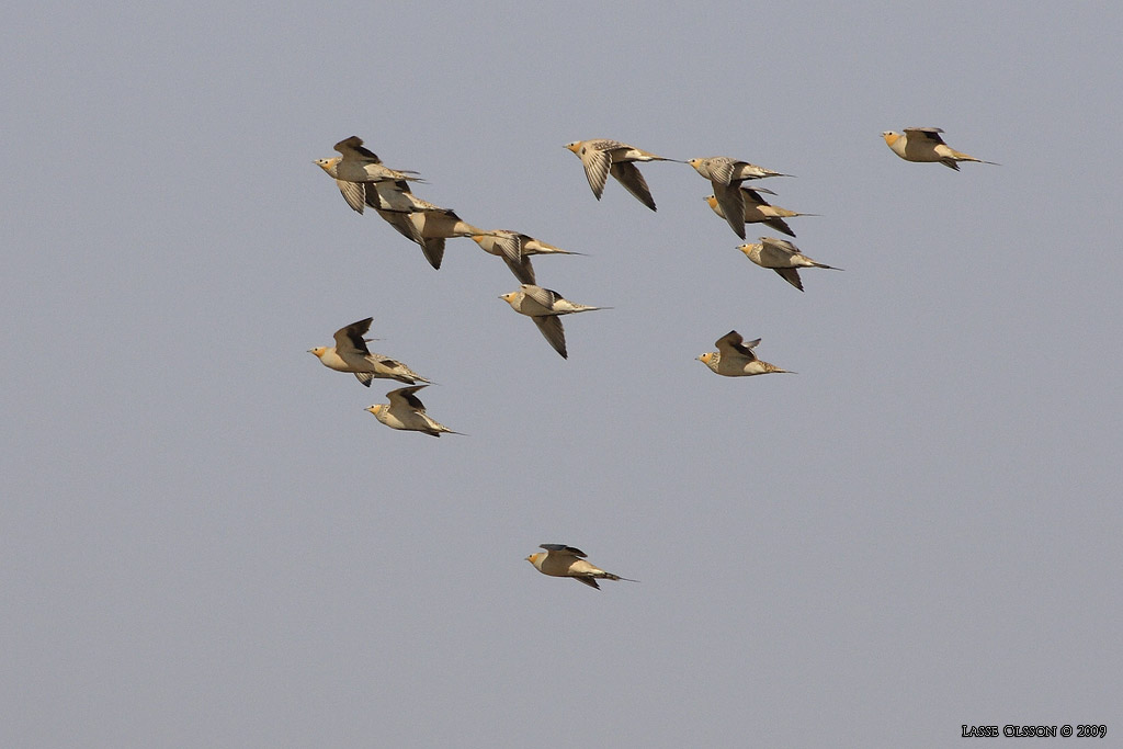 KENFLYGHNA / SPOTTED SANDGROUSE (Pterocles senegallus) - Stng / Close