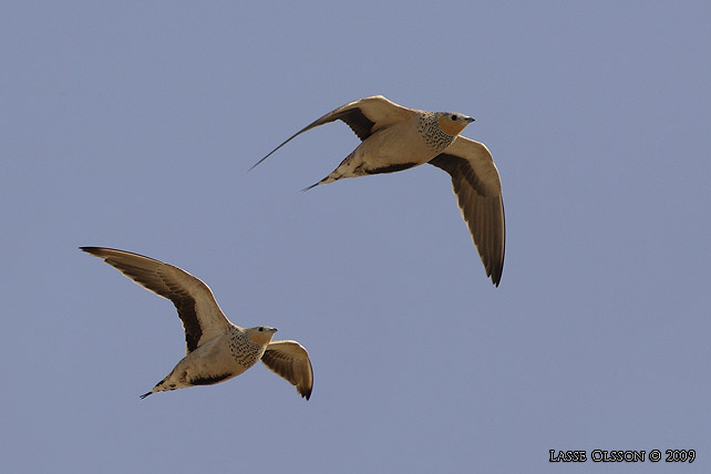 KENFLYGHNA / SPOTTED SANDGROUSE (Pterocles senegallus) - stor bild / full size