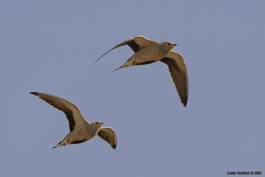 KENFLYGHNA / SPOTTED SANDGROUSE (Pterocles senegallus) - Stng / Close