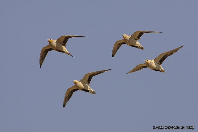 KENFLYGHNA / SPOTTED SANDGROUSE (Pterocles senegallus) - stor bild / full size