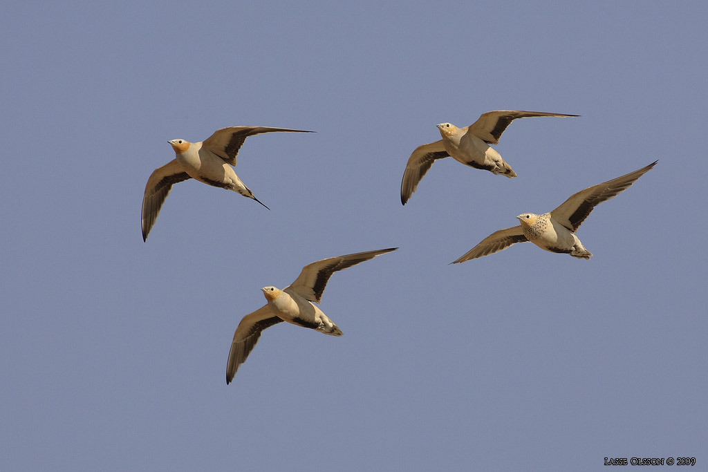 KENFLYGHNA / SPOTTED SANDGROUSE (Pterocles senegallus) - Stng / Close