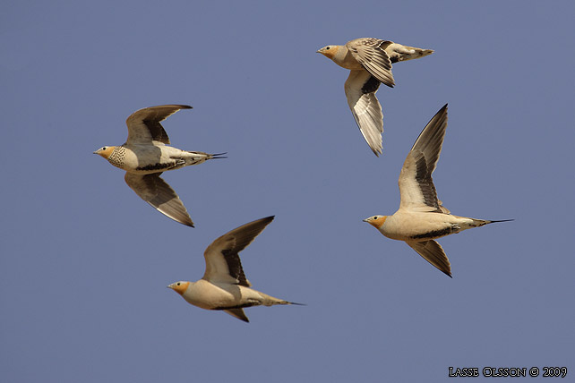 KENFLYGHNA / SPOTTED SANDGROUSE (Pterocles senegallus) - stor bild / full size