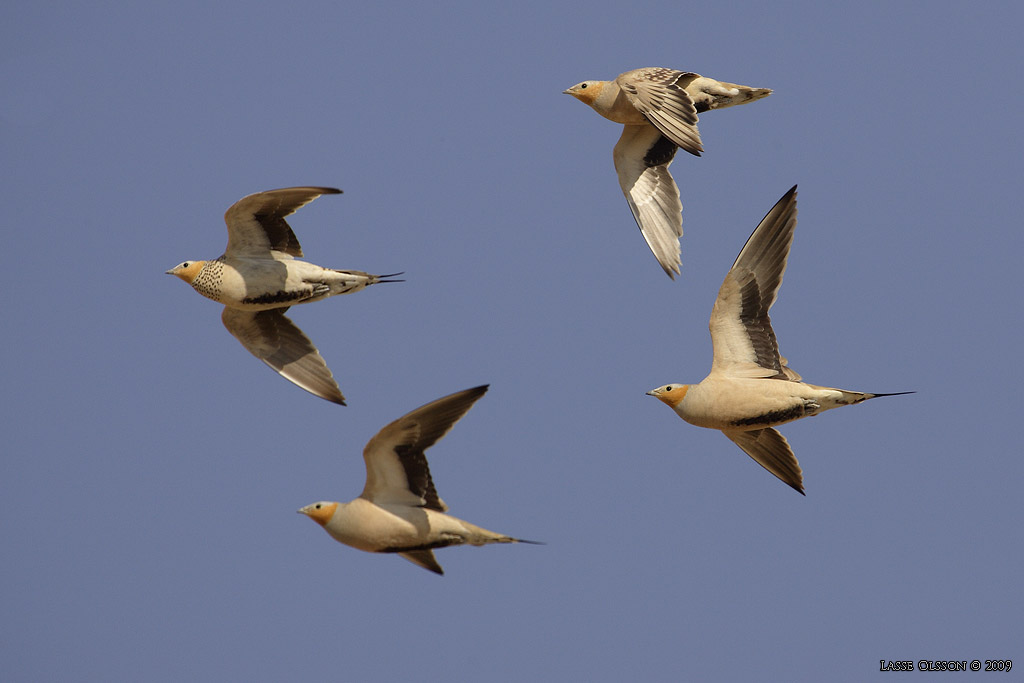 KENFLYGHNA / SPOTTED SANDGROUSE (Pterocles senegallus) - Stng / Close