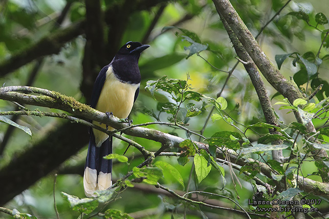 BLACK-CHESTED JAY (Cyanocorax affinis) - STOR BILD / FULL SIZE