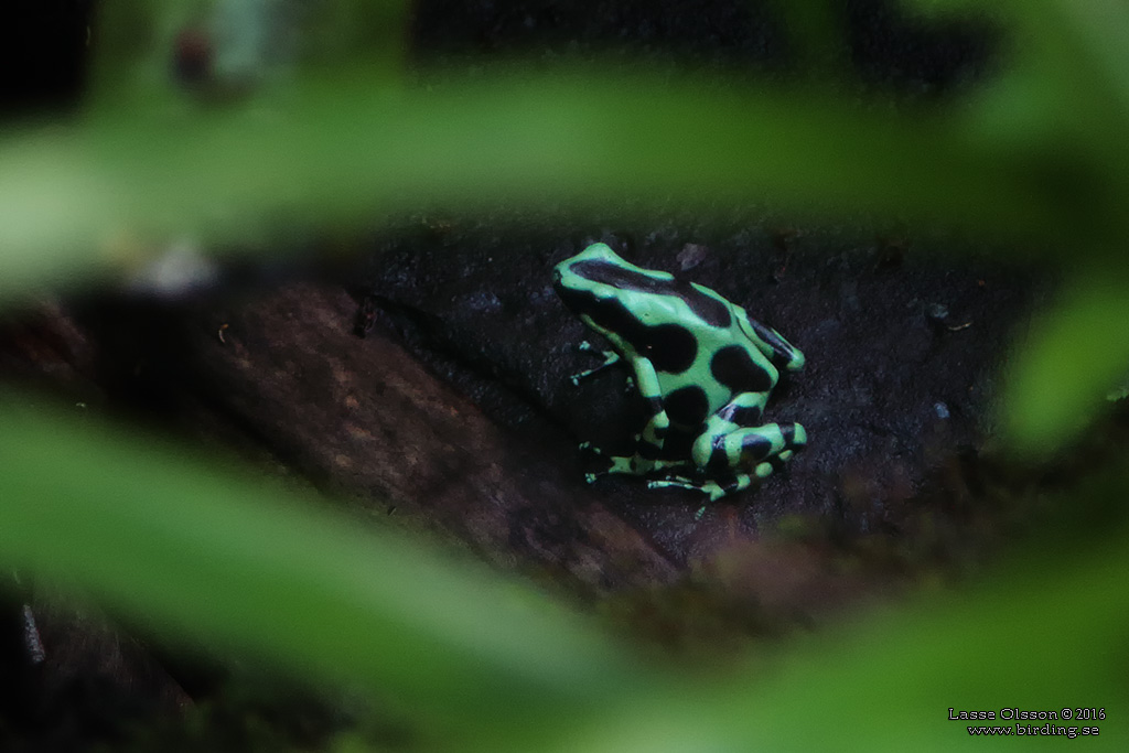 GREEN AND BLACK POISON FROG (Dendrobates auratus) - Stäng / Close