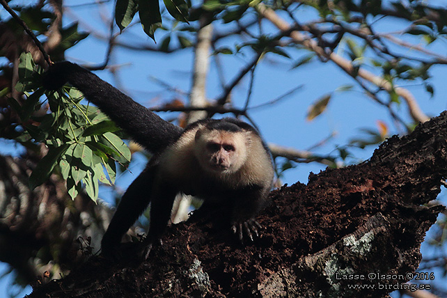 WHITE-THROATED CAPUCHIN (Cebus capucinus) - STOR BILD / FULL SIZE