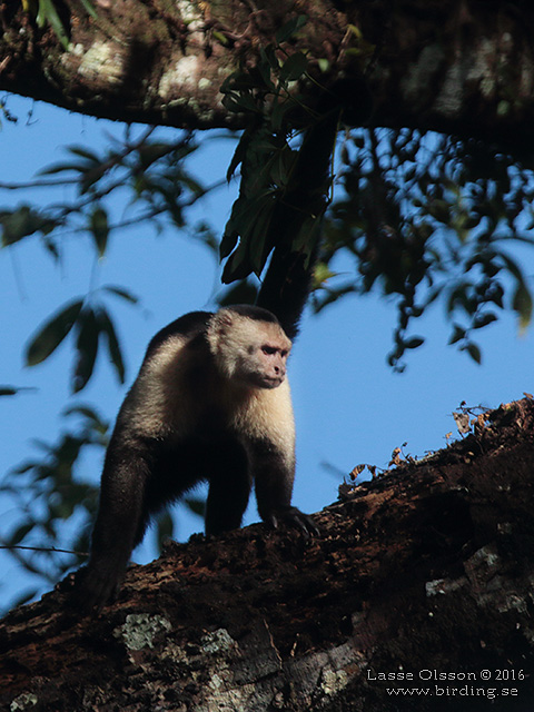 WHITE-THROATED CAPUCHIN (Cebus capucinus) - STOR BILD / FULL SIZE