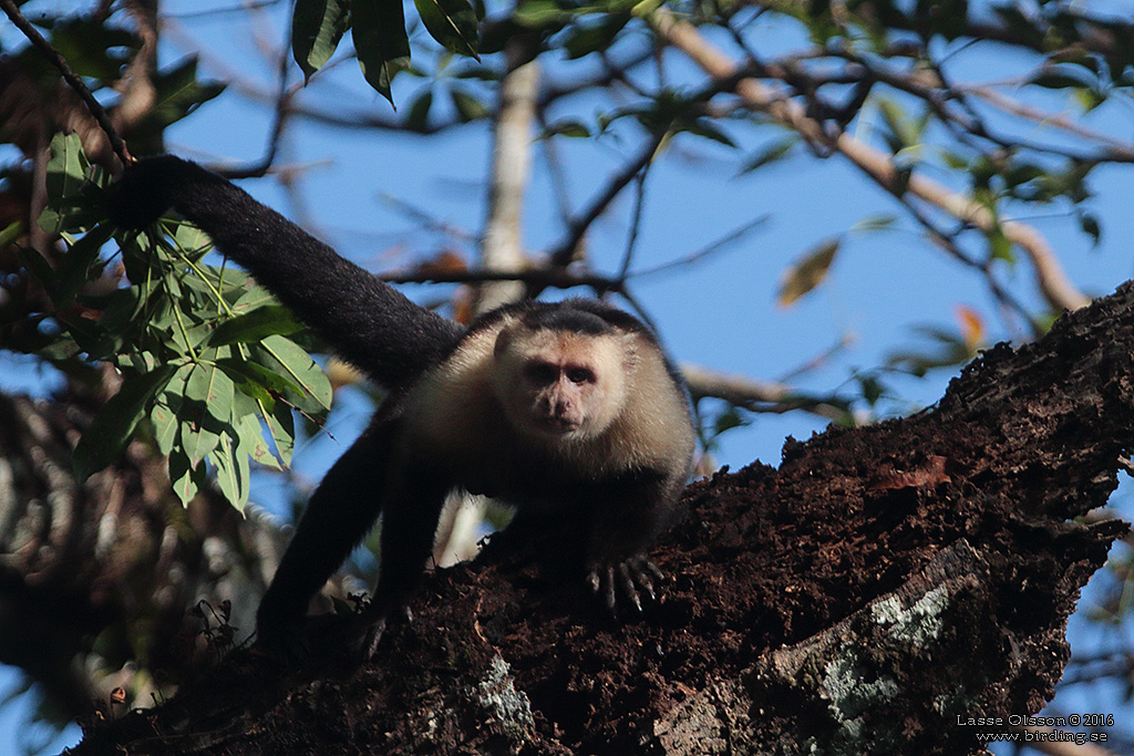 WHITE-THROATED CAPUCHIN (Cebus capucinus) - Stäng / Close