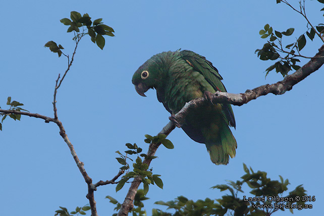 NORTHERN MEALY PARROT (Amazona guatemalae) - STOR BILD / FULL SIZE