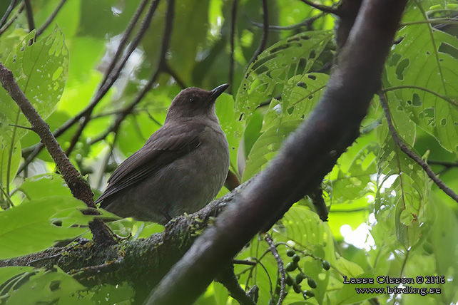 MOUNTAIN THRUSH (Turdus plebejus) - STOR BILD / FULL SIZE