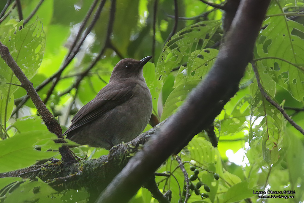 MOUNTAIN THRUSH (Turdus plebejus) - Stäng / Close