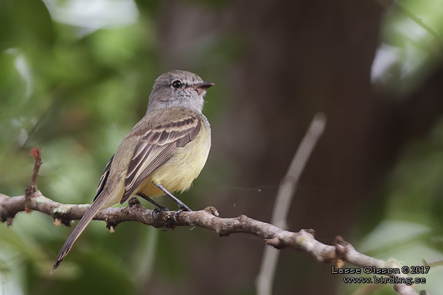 NORTHERN SCRUB FLYCATCHER (Sublegatus arenarum) - STOR BILD / FULL SIZE