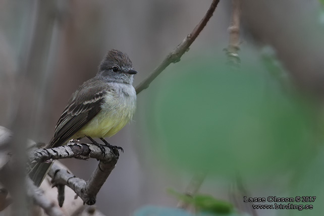 NORTHERN SCRUB FLYCATCHER (Sublegatus arenarum) - STOR BILD / FULL SIZE