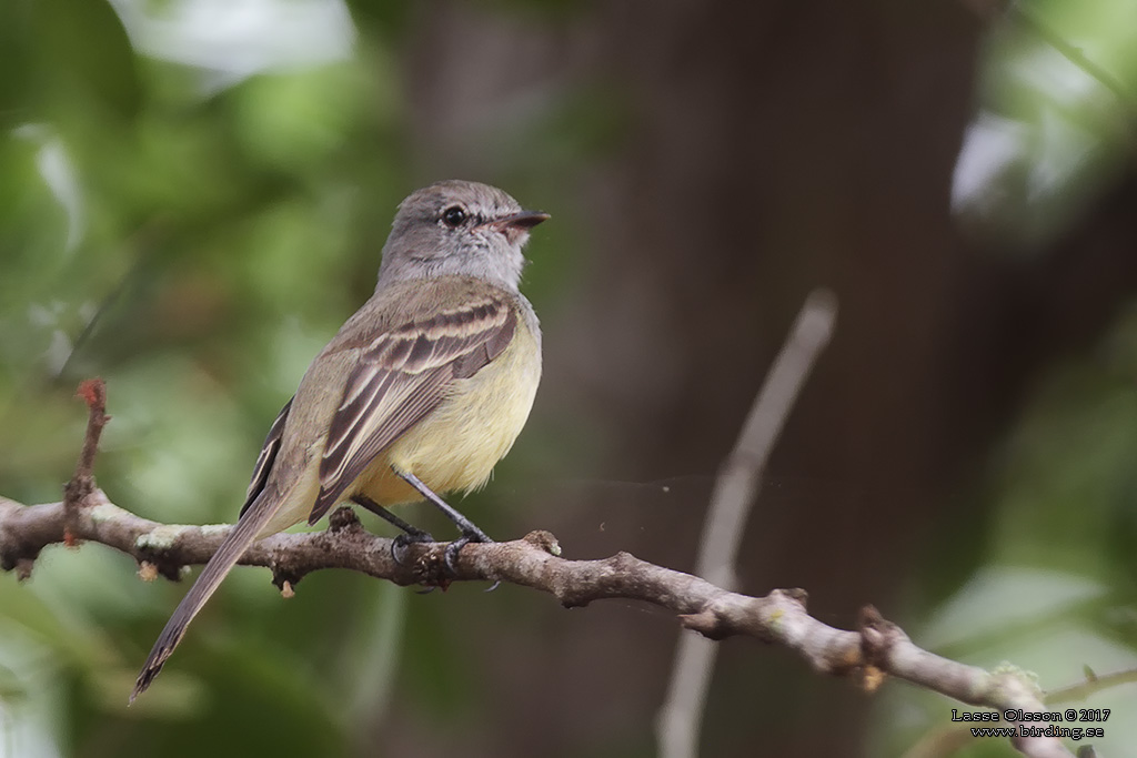 NORTHERN SCRUB FLYCATCHER (Sublegatus arenarum) - Stäng / Close