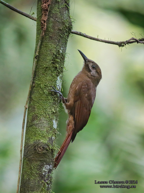 PLAIN-BROWN WOODCREEPER (Dendrocincla fuliginosa) - STOR BILD / FULL SIZE