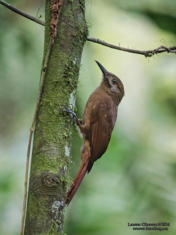 PLAIN-BROWN WOODCREEPER (Dendrocincla fuliginosa) - Stäng / Close