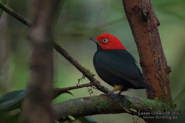 RED-CAPPED MANAKIN (Ceratopipra mentalis) - STOR BILD / FULL SIZE