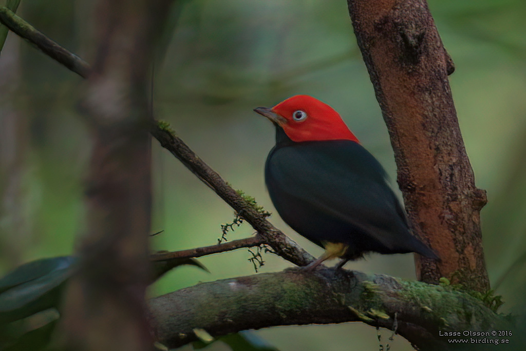 RED-CAPPED MANAKIN (Ceratopipra mentalis) - Stäng / Close