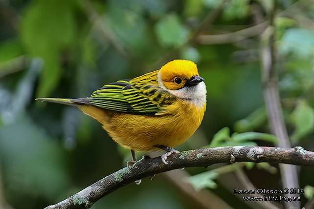 SILVER-THROATED TANAGER (Tangara icterocephala)