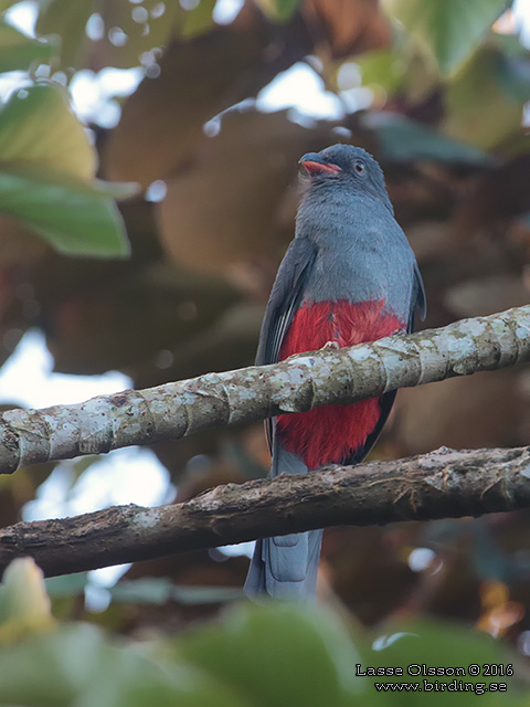 SLATY-TAILED TROGON (Trogon massena) - STOR BILD / FULL SIZE