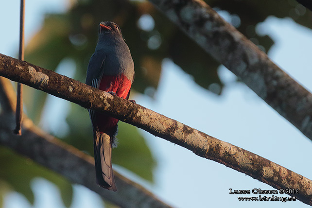 SLATY-TAILED TROGON (Trogon massena) - STOR BILD / FULL SIZE