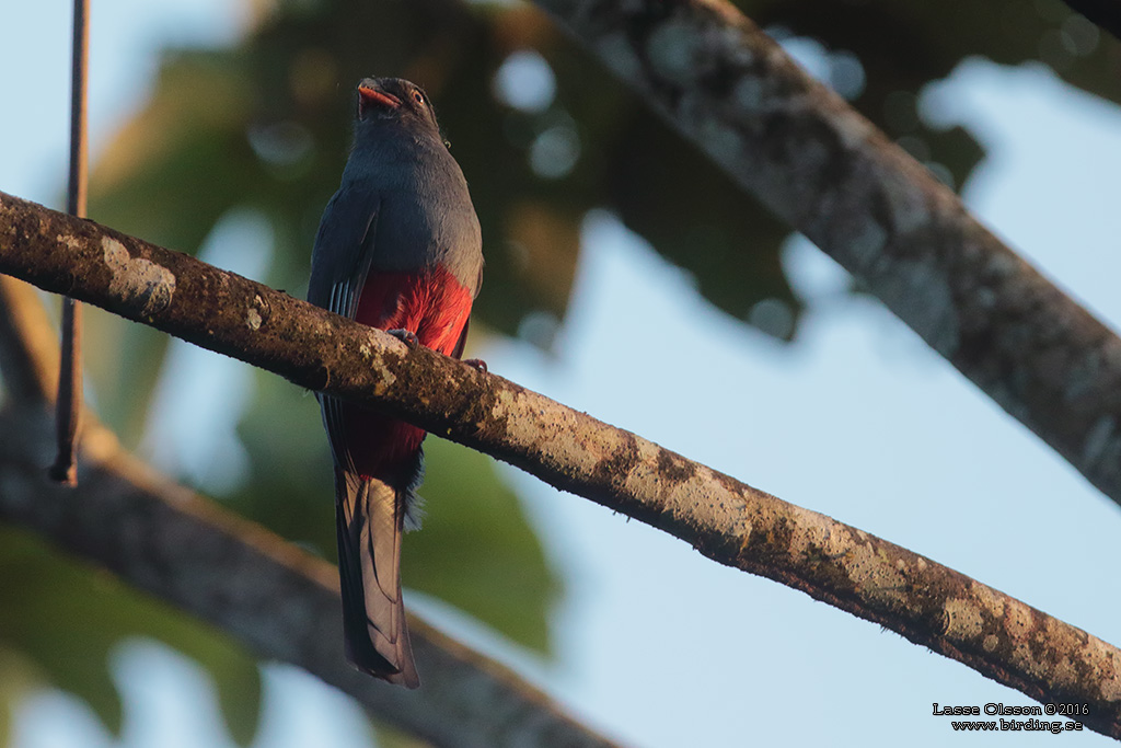 SLATY-TAILED TROGON (Trogon massena) - Stäng / Close