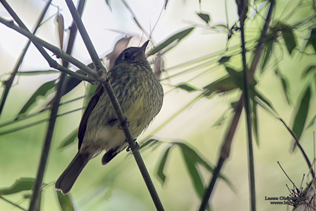 OLIVE-STRIPED FLYCATCHER (Mionectes olivaceus) - Stäng / Close