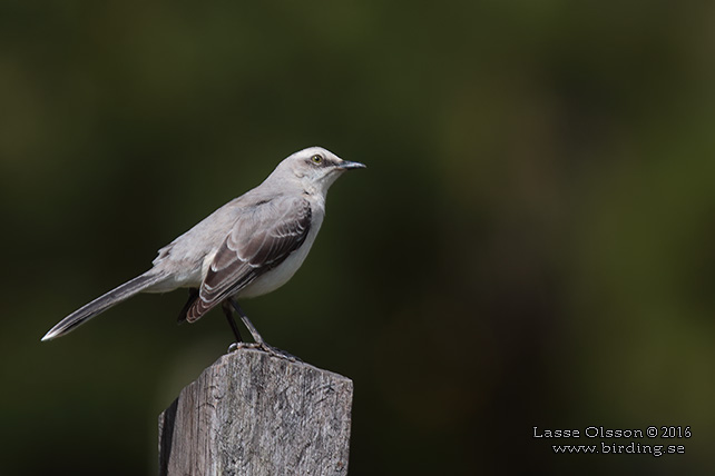 TROPICAL MOCKINGBIRD (Mimus gilvus) - STOR BILD / FULL SIZE