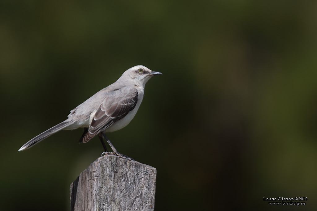 TROPICAL MOCKINGBIRD (Mimus gilvus) - Stäng / Close