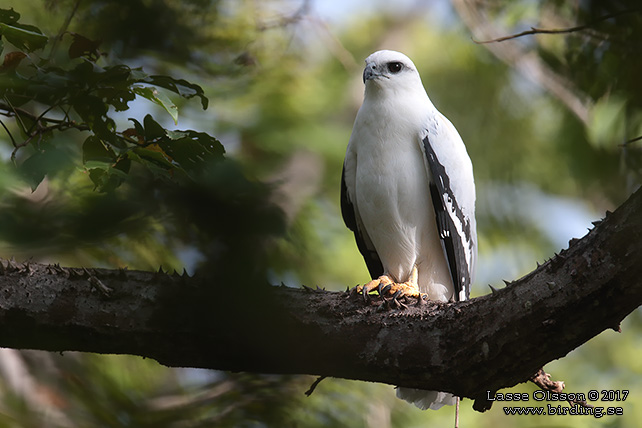 WHITE HAWK (Pseudastur albicollis) - STOR BILD / FULL SIZE