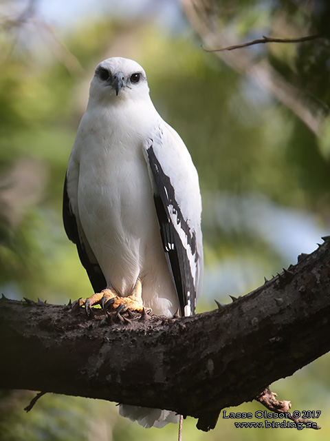 WHITE HAWK (Pseudastur albicollis)) - STOR BILD / FULL SIZE