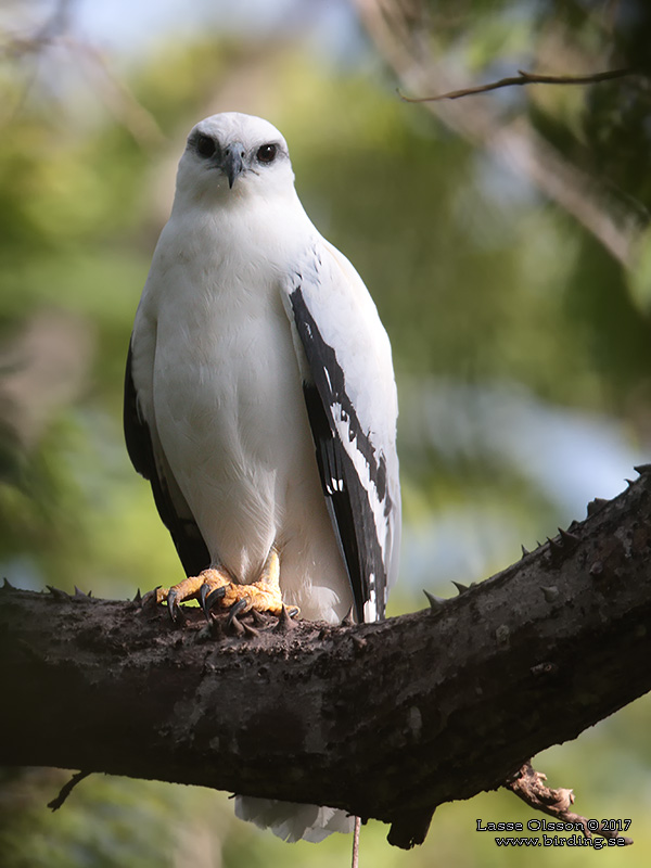 WHITE HAWK (Pseudastur albicollis) - Stäng / Close