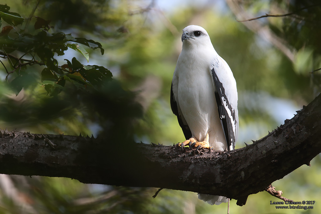 WHITE HAWK (Pseudastur albicollis) - Stäng / Close