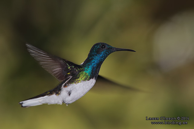 WHITE-NECKED JACOBIN (Florisuga mellivora)