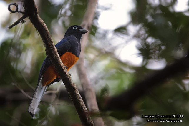 WHITE-TAILED TROGON (Trogon chionurus) - STOR BILD / FULL SIZE