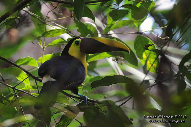 YELLOW-THROATED TOUCAN (Ramphastos ambiguus) - STOR BILD / FULL SIZE